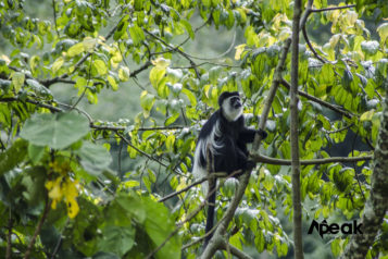 Uganda’s black and white Colobus monkey