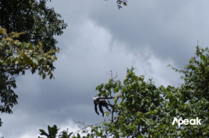 Uganda's Black and White Colobus monkey jumping from one tree brunch to another.