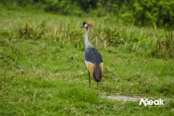 The Uganda Crested Crane