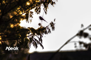 Morning sun busking. Bird Silhoutte. Photo credit : Watsemba Miriam